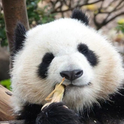 Photo of Rachel Chen