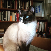 Photo of Joyce C. Havstad